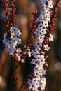 Pink and white flowers and buds of the Australian native Coast Coral Heath, Epacris microphylla, family Ericaceae