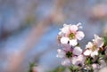 Pink and white flowers and buds of the Australian Peach blossom Tea Tree Leptospermum squarrosum Royalty Free Stock Photo