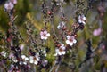 Australian native tea tree Leptospermum squarrosum flowers Royalty Free Stock Photo