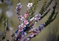 Peach blossom Tea Tree flowers, Leptospermum squarrosum Royalty Free Stock Photo