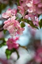 Pink and white flowers bunch with green leaves on blooming apple tree branch close up, beautiful spring cherry blossom, red sakura Royalty Free Stock Photo