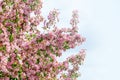 Pink and white flowers bunch with green leaves on blooming apple tree branch close up, beautiful spring cherry blossom, red sakura Royalty Free Stock Photo