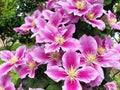 Pink and white flowers clematis