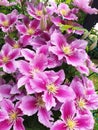 Pink and white flowers clematis or clematis