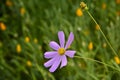 Pink and white flowers of the cosmea on a green background. Cosmos Cav flower close-up Royalty Free Stock Photo