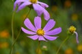 Pink and white flowers of the cosmea on a green background. Cosmos Cav flower close-up Royalty Free Stock Photo