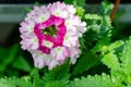 Pink and White flowers garden bed