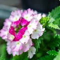 Pink and White flowers garden bed