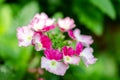 Pink and White flowers garden bed