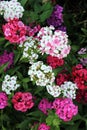 Pink and white flowers in the garden Carnation /Dianthus Royalty Free Stock Photo