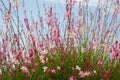 Pink and white flowers Gaura Lindheimeri whirling butterflies. Flower bush against sky, selective focus