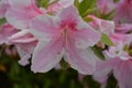 Pink and white flowers