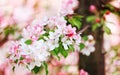 Pink white flowers green leaves blooming cherry branch closeup blurred bokeh background, spring apple tree red flower, sakura Royalty Free Stock Photo