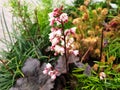 Pink and white flowers of Heuchera sanguinea or Alumroot