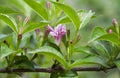 Pink and white flowers honeysuckle Woodbine Royalty Free Stock Photo