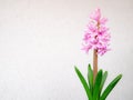 Pretty pink and white hyacinth flowers on white background