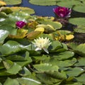 Pink and white flowers of nenuphar, Water Lily with leaves