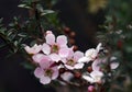 Pink and white flowers of the Peach Blossom Tea Tree, Leptospermum squarrosum Royalty Free Stock Photo