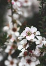 Pink and white flowers of the Peach Blossom Tea Tree, Leptospermum squarrosum Royalty Free Stock Photo