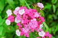 Flowers of Sweet William Dianthus barbatus