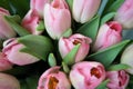 Pink white flowers tulips in a bouquet from a home garden greenhouse Royalty Free Stock Photo