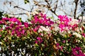 Pink and white flowers in Vietnam