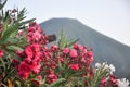 Pink and white flowers with volcano in the background
