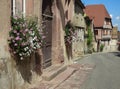 pink and white flowers on the wall of an ancient Alsation village