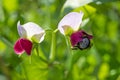 Pink and white flowers of young green peas on the garden bed, illuminated by the sun. Bumblebee pollinates the flower of a useful Royalty Free Stock Photo