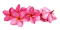 Pink and white frangipani or plumeria tropical flowers isolate. Royalty Free Stock Photo