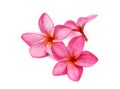 Pink and white frangipani or plumeria tropical flowers isolate. Royalty Free Stock Photo