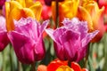 Pink and White Fringed Tulip Spring Flowers