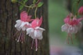 Pink and white fushia flower