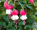 Pink and white fushia flowers in bloom Royalty Free Stock Photo