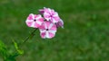 Pink and white garden Annual phox or Phlox drummondii flowers close-up with bokeh, selective focus, shallow DOF Royalty Free Stock Photo