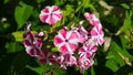Pink and white garden Annual phox or Phlox drummondii flowers at flowerbed close-up, selective focus, shallow DOF