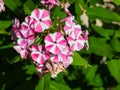 Pink and white garden Annual phox or Phlox drummondii flowers at flowerbed close-up, selective focus, shallow DOF Royalty Free Stock Photo