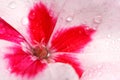 Pink And White Geranium With Left Of Center Pistil