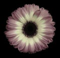 Pink-white gerbera flower black isolated background with clipping path. Closeup. no shadows. For design. Royalty Free Stock Photo