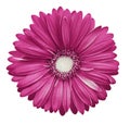 Pink-white gerbera flower, white isolated background with clipping path. Closeup. no shadows. For design. Royalty Free Stock Photo