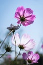 Pink and white gesanghua blooming in the spring sunshine.