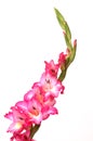 Pink & White Gladiola Royalty Free Stock Photo
