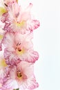 Pink gladiolus flower blossom isolated on white background Royalty Free Stock Photo