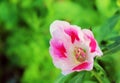 Pink and white Godetia flower or Farewell to Spring. Its scientific name is Clarkia Amoena Royalty Free Stock Photo