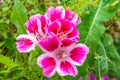 Pink and white godetia