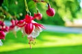 Pink and white hanging fuchsia flower