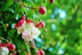 Pink and white hanging fuchsia flower