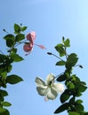 Pink and white hibiscus flowers with sky