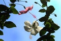 Pink and white hibiscus flowers with sky