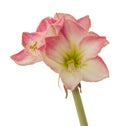 Pink and white Hippeastrum amaryllis